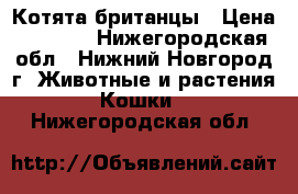 Котята британцы › Цена ­ 1 500 - Нижегородская обл., Нижний Новгород г. Животные и растения » Кошки   . Нижегородская обл.